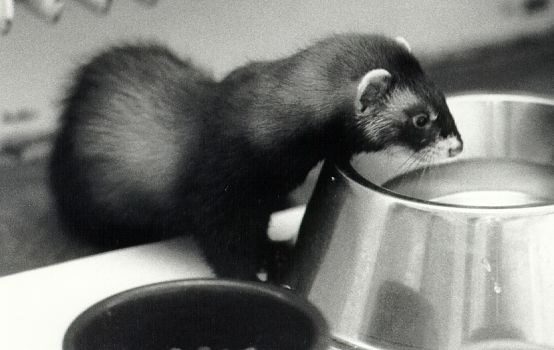 http://www.canit.se/~griffon/ferrets/carmen/carmen01.jpg