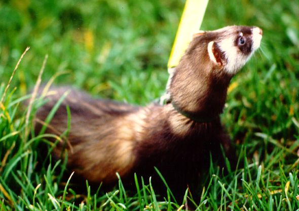 http://www.canit.se/~griffon/ferrets/carmen/carmen03.jpg