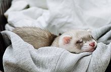 ferret: Dorrit