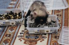 ferret: Dorrit