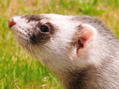 ferret: Dorrit
