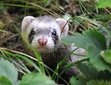 ferret: Dorrit