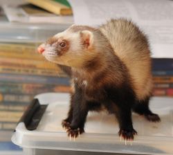 ferret: Dorrit