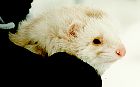 [Angora ferret]