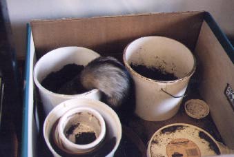 Play box with soil
