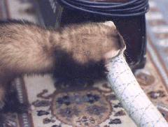 [Roxane with vacuum cleaner]