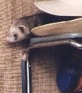 [Roxane on hat shelf]