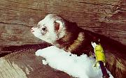 ferret, Rasmus