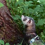 ferret, Rasmus