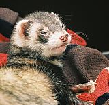 ferret, Rasmus