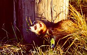ferret, Rasmus