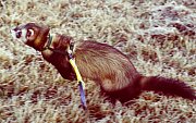 ferret, Rasmus
