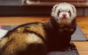 ferret, Rasmus