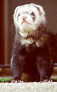 ferret, Rasmus
