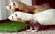 ferret, Rasmus