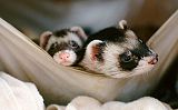 Alison and Rustan, ferrets